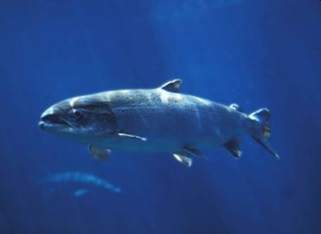Helping farmers prepare for the Marine Mammal Protection Act