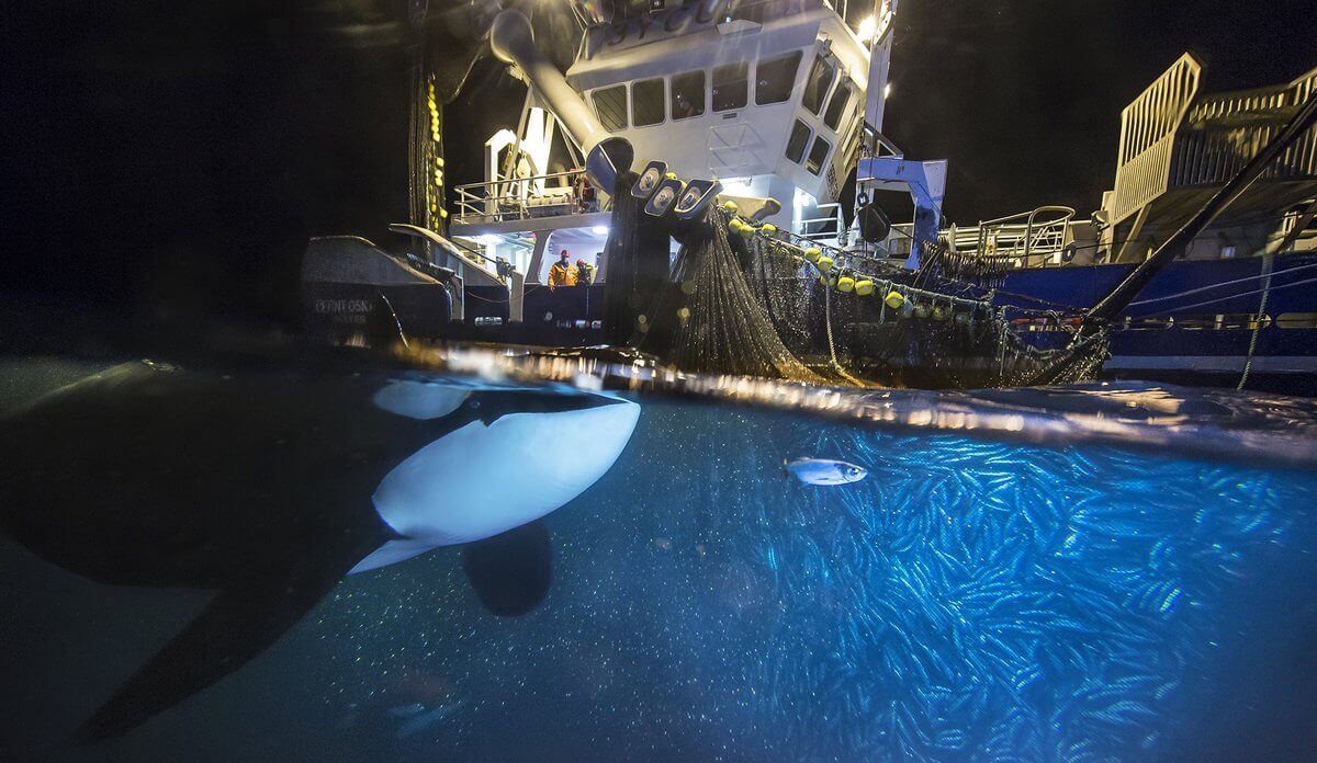 Targeted Acoustic Startle Technology keeps killer whales away from fishing boats