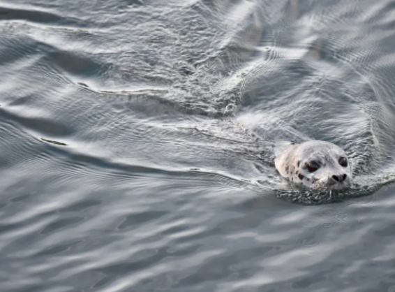 The Effect of a startle-eliciting device on the foraging success of individual harbor seals