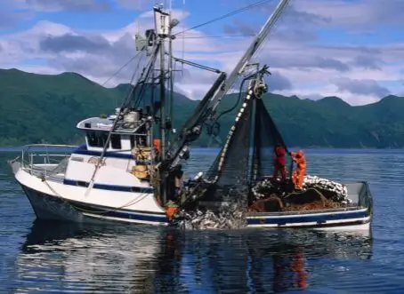 Eye on the challenge: Can we prevent interactions between fisheries and seals?