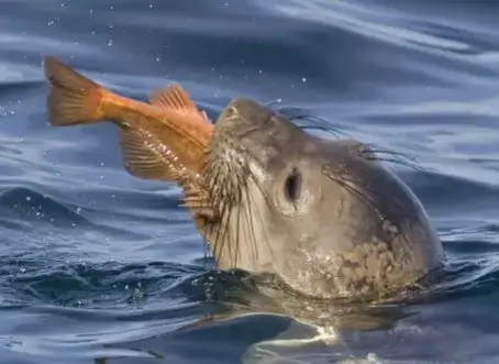 Looking For A Better Way To Scare Seals