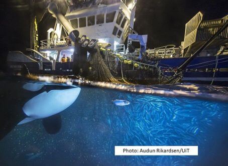 Targeted Acoustic Startle Technology keeps killer whales away from fishing boats