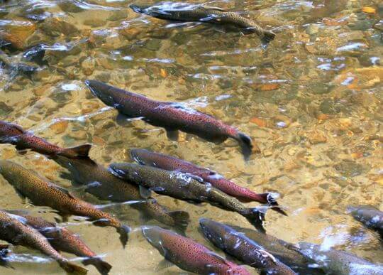 Salmon Conservation